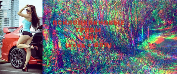 PSILOCYBIN Корсаков
