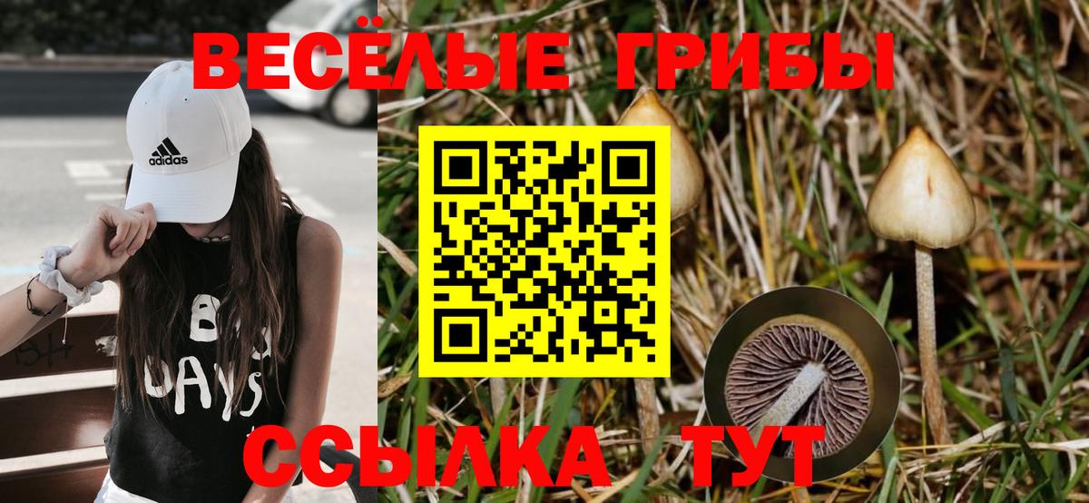 магазин    Североморск  Псилоцибиновые грибы Psilocybe 