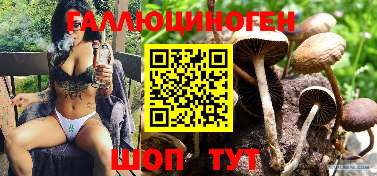 Североморск  Псилоцибиновые грибы Cubensis  Вход с VPN  Галлюциногенные грибы Cubensis 